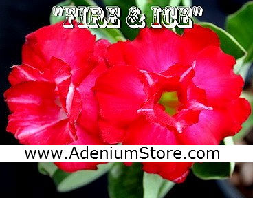 Rare Adenium Obesum \'Fire and Ice\' 5 Seeds